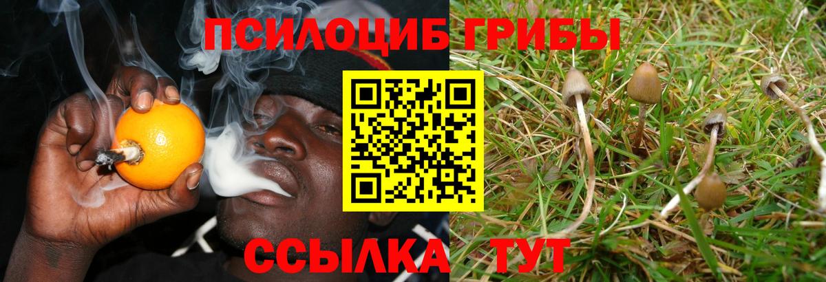 Искитим  Галлюциногенные грибы Cubensis  Вход с VPN 